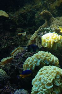 Превью обои рыбы, кораллы, водоросли, аквариум