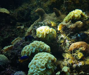 Превью обои рыбы, кораллы, водоросли, аквариум