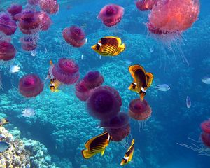 Превью обои рыбы, медузы, подводный мир, плавать