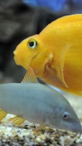 Превью обои рыбы, плавать, подводный мир, желтые