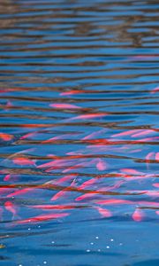 Превью обои рыбы, под водой, вода, волны