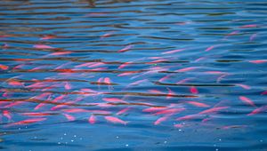 Превью обои рыбы, под водой, вода, волны