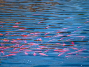 Превью обои рыбы, под водой, вода, волны