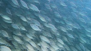 Превью обои рыбы, подводный мир, под водой, вода