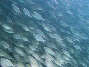 Превью обои рыбы, подводный мир, под водой, вода