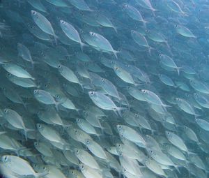 Превью обои рыбы, подводный мир, под водой, вода