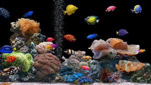 Превью обои рыбы, подводный мир, разноцветный, кораллы