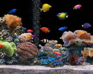 Превью обои рыбы, подводный мир, разноцветный, кораллы