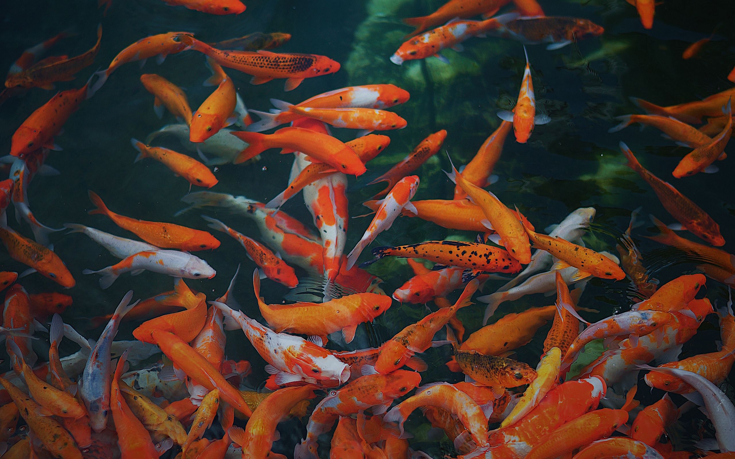 Оранжевые рыбы в воде