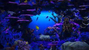 Превью обои рыбы, растения, подводный, природа, синий