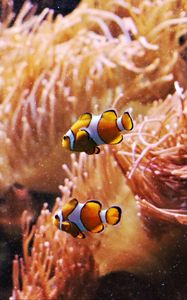 Превью обои рыбы-клоун, рыбы, аквариум, водоросли, подводный мир
