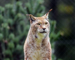 Превью обои рысь, большая кошка, хищник, взгляд