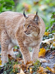 Превью обои рысь, большая кошка, хищник, коричневый, дикий