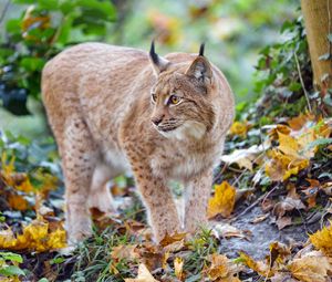 Превью обои рысь, большая кошка, хищник, коричневый, дикий