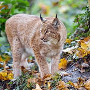 Превью обои рысь, большая кошка, хищник, коричневый, дикий