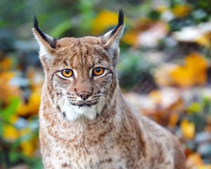 Превью обои рысь, большая кошка, хищник, коричневый, взгляд