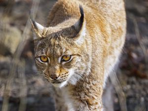 Превью обои рысь, большая кошка, хищник, дикая природа