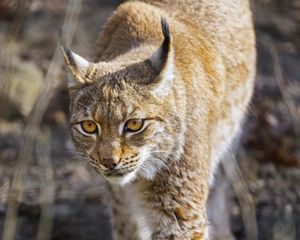 Превью обои рысь, большая кошка, хищник, дикая природа