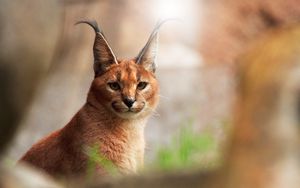 Превью обои рысь, большая кошка, хищник, морда, блики