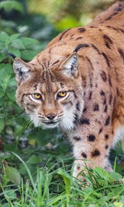 Превью обои рысь, большая кошка, трава