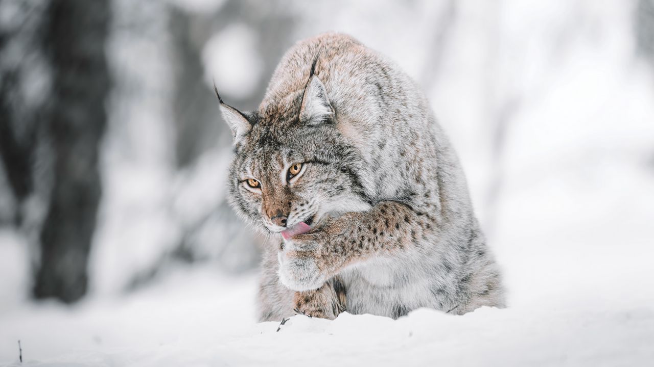 Обои рысь, большая кошка, высунутый язык, снег, дикая природа