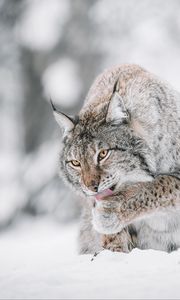 Превью обои рысь, большая кошка, высунутый язык, снег, дикая природа