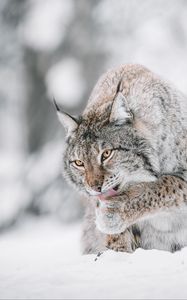 Превью обои рысь, большая кошка, высунутый язык, снег, дикая природа