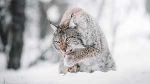 Превью обои рысь, большая кошка, высунутый язык, снег, дикая природа