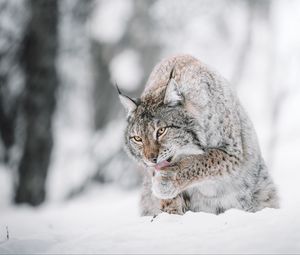 Превью обои рысь, большая кошка, высунутый язык, снег, дикая природа