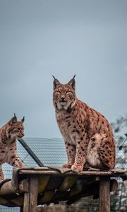 Превью обои рысь, большая кошка, животное