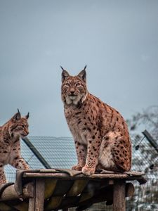 Превью обои рысь, большая кошка, животное