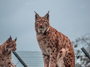 Превью обои рысь, большая кошка, животное