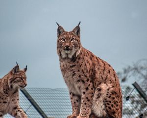 Превью обои рысь, большая кошка, животное