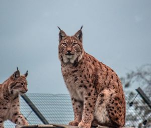 Превью обои рысь, большая кошка, животное