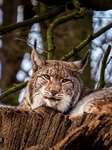 Превью обои рысь, большая кошка, животное, дерево