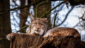 Превью обои рысь, большая кошка, животное, дерево