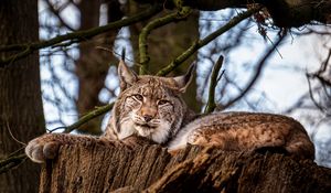 Превью обои рысь, большая кошка, животное, дерево