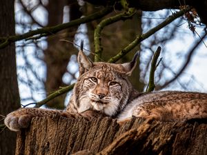 Превью обои рысь, большая кошка, животное, дерево