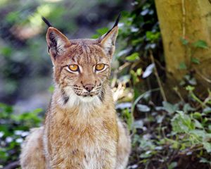 Превью обои рысь, большая кошка, животное, взгляд, трава