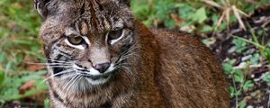 Превью обои рысь, большая кошка, животное, дикая природа