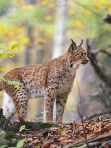 Превью обои рысь, большая кошка, животное, хищник, лес