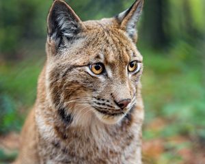 Превью обои рысь, большая кошка, животное, хищник, размытие