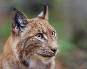 Превью обои рысь, большая кошка, животное, хищник, глаза