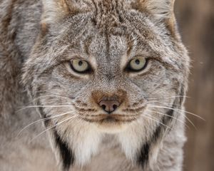 Превью обои рысь, глаза, ушки, хищник, большая кошка, животное