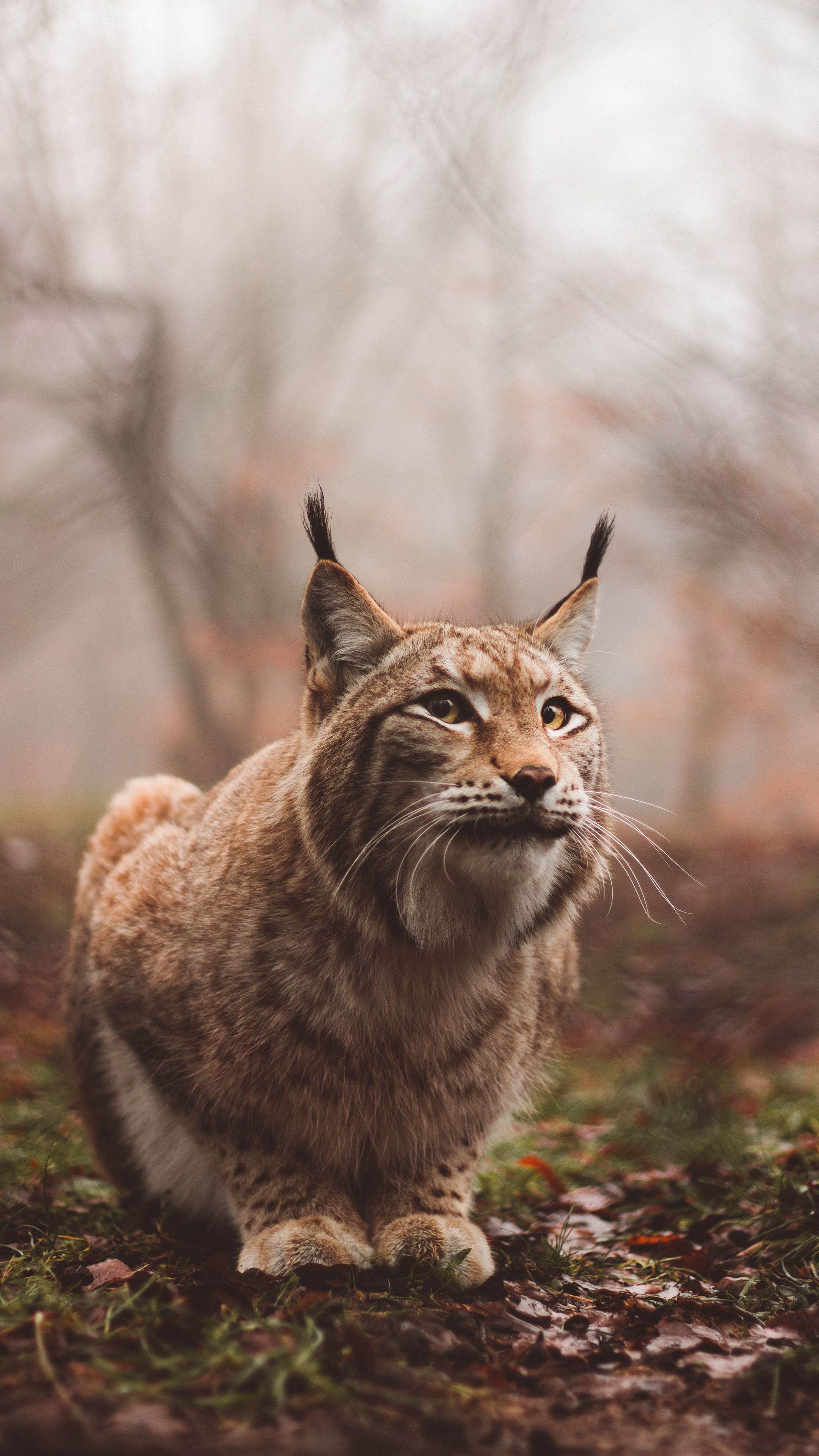 Рысь сидит. Рысь. Хищные животные Рысь. Scottish Wildcat Hybrid.