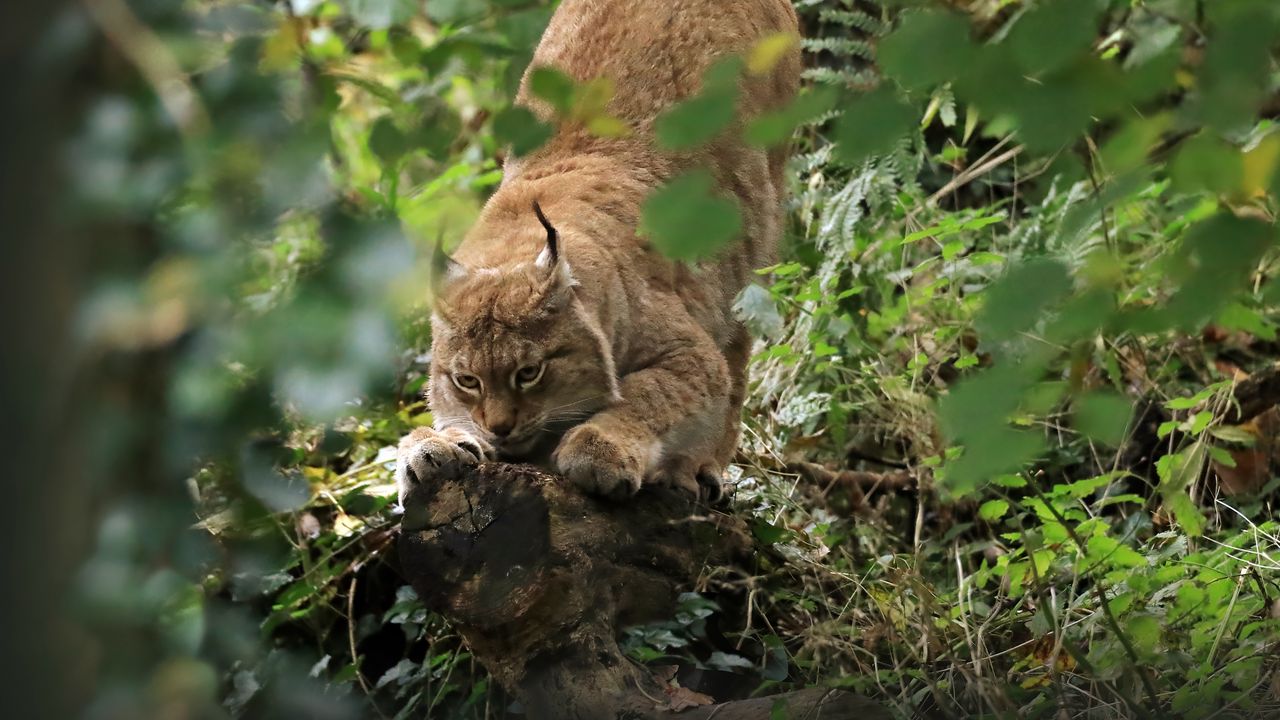 Обои рысь, хищник, большая кошка, ушки, дикая природа