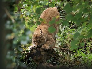 Превью обои рысь, хищник, большая кошка, ушки, дикая природа