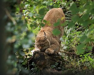 Превью обои рысь, хищник, большая кошка, ушки, дикая природа