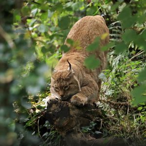 Превью обои рысь, хищник, большая кошка, ушки, дикая природа