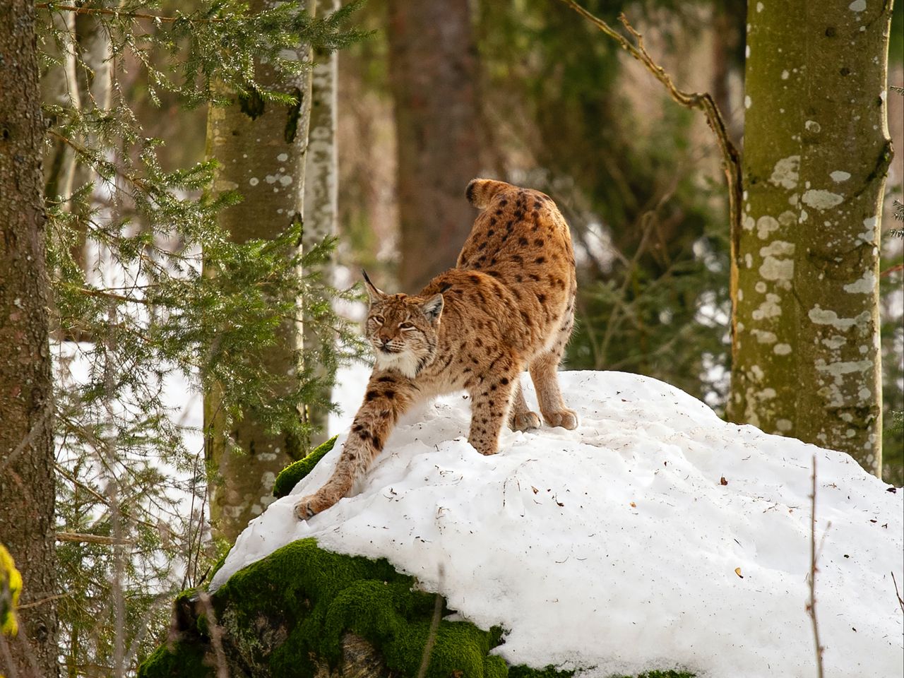 Беловежская пуща Рысь. Уссурийская Рысь. Рысь зимой в лесу. Lynx Lynx Linnaeus, 1758. Встретил рысь